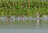 Ring-necked Duck