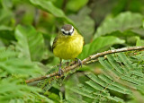 Brown-capped Tyrannulet