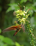 Chestnut-breasted Coronet