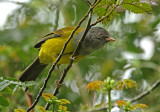 Gray-hooded Bush-Tanager