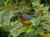 Lacrimose Mountain-Tanager
