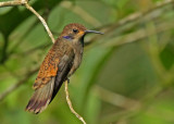 Brown Violetear