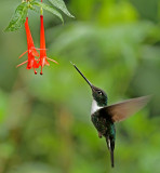 Collared Inca