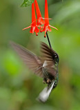 Collared Inca