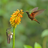 Buff-tailed and Chestnut-breasted Coronet
