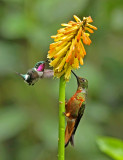 Hummingbirds