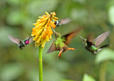 Hummingbirds