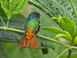 Golden-tailed Sapphire
