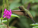 Greenish Puffleg