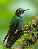 Tourmaline Sunangel