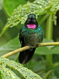 Tourmaline Sunangel