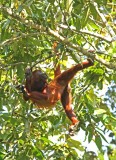 Red Howler Monkey