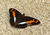 Adelpha justina