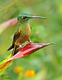 Fawn-breasted Brilliant