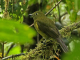 Olivaceous Piha