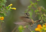 Speckled Hummingbird