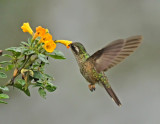 Speckled Hummingbird