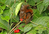 Western Red Squirrel