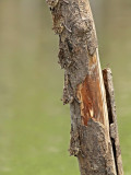 Long-nosed Bat