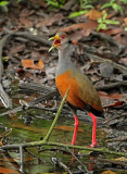 Gray-necked Wood-Rail