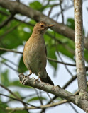 Ecuadorian Thrush