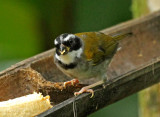 Orange-billed Sparrow