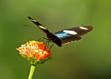 Heliconius sara