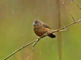 Chestnut-bellied Seedfinch