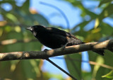 Fulvous-crested Tanager