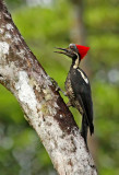 Lineated Woodpecker