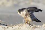 Slechtvalk - Peregrine Falcon - Falco peregrinus