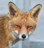 Vos - Red Fox - Vulpus vulpus