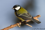 Great Tit - Parus major