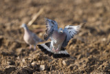 Wood Pigeon - Columba palumbus