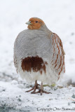 Grey Partridge - Perdix perdix