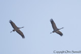 Common Crane - Grus grus