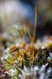 Frosty moss