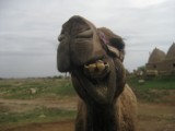 Smiling Camel