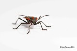 Boxelder Bug known as the Maple Bug 