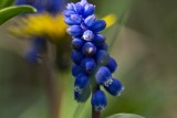 Hyacinth6.jpg