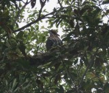 Ornate Hawk-Eagle