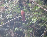 Squirrel Cuckoo