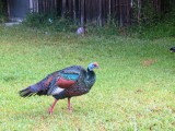 Oscellated Turkey
