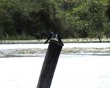 Mangrove Swallows