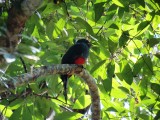 Slaty-tailed Trogon