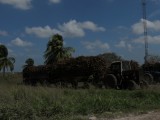 Sugarcane