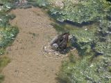 Wandering Tattler Bathing