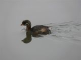 Young Pied-billed Grebe at Neary