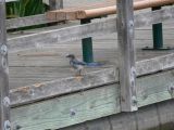 Western Scrub Jay