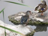 Wood Duck and Mallard